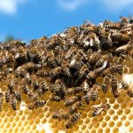 bisnis ternak lebah madu