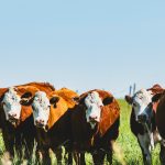 Bisnis peternakan sapi